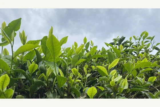 茶叶与茶园参考照片；照片不证明有机认证状态。用于说明商品或技术领域，不作为本案取证材料。